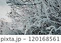 Beautiful winter landscape. Christmas and New Year mood. 120168561