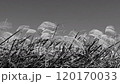 A cluster of silver grass swaying in the north wind 120170033