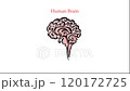 HUMAN BRAIN STRUCTURE Animated Layout Chart Of Partitions Of The Human Brain With Explanatory Text For Medical Education And Students Special School 120172725