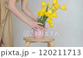 A lady puts yellow tulips in a vase. Bouquet of spring flowers. Combination of pink and yellow colors. Horizontal minimalistic scene with empty space. 120211713