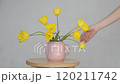 A person places a vase of flowers on the table. Yellow tulips in a pink teapot. Spring flowers. Minimalist scene. Vintage look. Scene with yellow tulips. Bouquet for home. 120211742