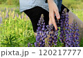 A young adult walks among nature and touches plants with a hand. Field with lupine flowers. Life in harmony with Nature. Meadow flowers and herbs. Cropped scene. Close-up scene. 120217777