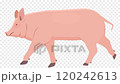 Pig Walking Animation, Animation is cyclic and isolated 120242613