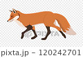 Fox Walking Animation, cycle animation, 2D loop animation on transparent background 120242701