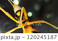 Yellow Orange Grasshopper with Black Face 120245187