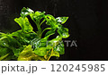 Night Rain Refreshes the Brazilian Spinach Plant 120245985