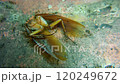 A cockroach is being carried by a group of black ants to their nest 120249672