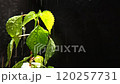 The wild plants were watered by rain at night. black background 120257731