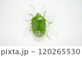 Walking stink bug 120265530