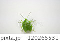 A shiny green stink bug walking from bottom to top 120265531