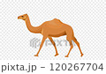 Camel walk cycle animation, seamless loop animation transparent background 120267704