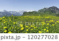 Alpine Meadow in Full Bloom with Yellow Flowers, Flying Insects, and Majestic Mountain Views.  120277028
