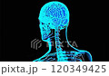 X ray imagery showcases a rotating human skeleton, highlighting brain activity against a black background. The visual emphasizes anatomy, neuroscience, and cognitive functions 120349425