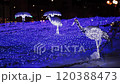 White illuminations at Odori Park in Sapporo in winter 120388473