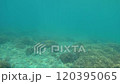 鹿児島県南さつま市坊津の坊ノ岬付近　水中ドローンで珊瑚を撮影した4K海中動画3 120395065