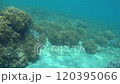 鹿児島県南さつま市坊津の坊ノ岬付近　水中ドローンで珊瑚を撮影した4K海中動画2 120395066