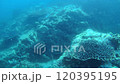 鹿児島県南九州市坊津町　水中ドローンで珊瑚礁を撮影した4K海中動画1 120395195