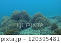 鹿児島県南九州市の番所鼻自然公園にて水中ドローンでソフトコーラルを撮影した海中動画 120395481