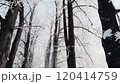 Beautiful winter landscape. Christmas and New Year mood. 120414759
