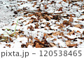 Snow on fallen leaves in the forest 120538465