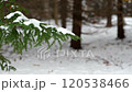 Snow on the branches of trees in the forest 120538466