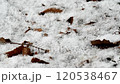 Snowflakes falling in the early winter forest 120538467