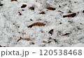Snowflakes falling on leaves on the ground 120538468