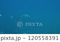 鹿児島県南さつま市坊津水中ドローンで撮影したアジの仲間のカイワリの魚群01 120558391