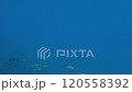 鹿児島県南さつま市坊津水中ドローンで撮影したアジの仲間のカイワリの魚群02 120558392