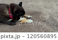 柴犬 120560895