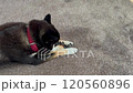 柴犬 120560896