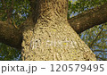 Old green tree in the park in summer 120579495