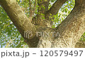 Old big green tree in the park in summer 120579497