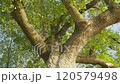 Old big green tree in the park in summer 120579498