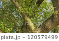 Old big green tree in the park in summer 120579499