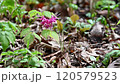 春の花　風に揺れるイカリソウの花 120579523