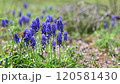 春の花　風に揺れるムスカリの紫色の花 120581430