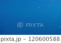 鹿児島を代表する魚　きびなごの群れ　水中ドローンで南さつま市片浦沖にて撮影 120600588