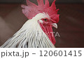 light sussex chicken crowsing at rural farm 120601415