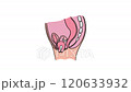 PROLAPSED UTERUS Of Women Animated Medical Education Scheme For Students Of University 120633932