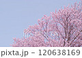 満開の桜と青空（オールドレンズ撮影 フィックス） 120638169