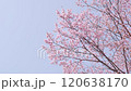満開の桜と青空（オールドレンズ撮影 ティルトアップ） 120638170