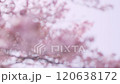 満開の桜（オールドレンズ撮影 フォーカスアウト） 120638172