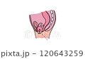 PROLAPSED BLADDER RECTUM UTERUS Of Women Animated Medical Education Scheme For Students Of University  120643259