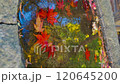 紅葉淹沒在水面上 120645200