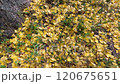 イチョウ 120675651