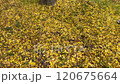 イチョウ 120675664
