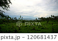 Picturesque Dense green tropical jungle, far in the background blue sea and low clouds 120681437