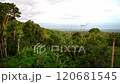 Picturesque Dense green tropical jungle, far in the background blue sea and low clouds 120681545