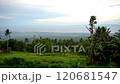 Picturesque Dense green tropical jungle, far in the background blue sea and low clouds 120681547